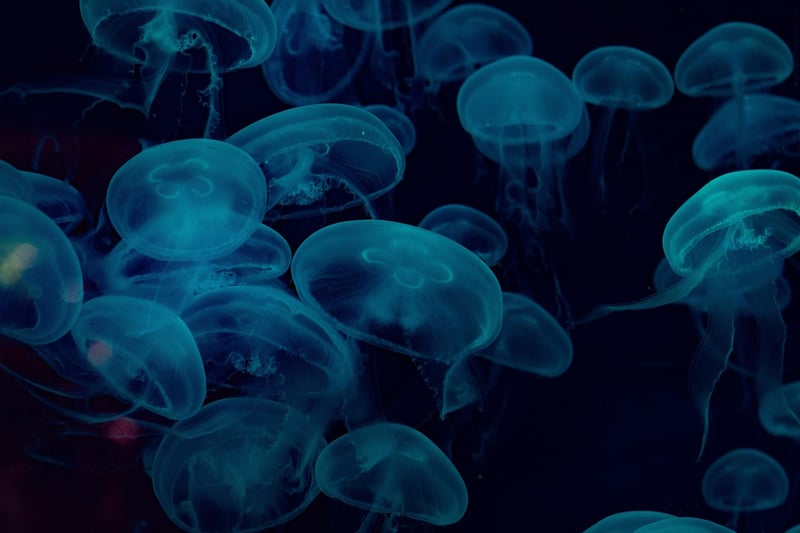 Underwater Paradise